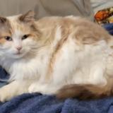 Foto del gato perdido en Cestas