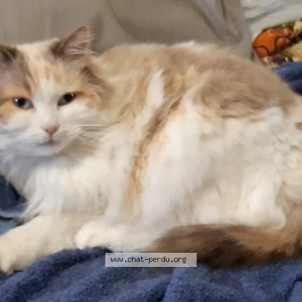 Foto 1/1 Caouette Chat perdido en Cestas