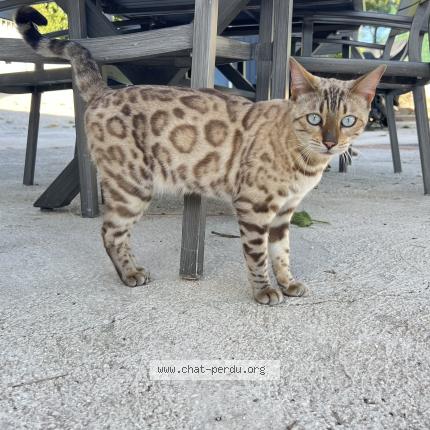 Foto 1/1 Silky Chat perdido en La farlede