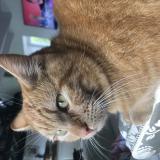 Foto del gato perdido en Mesnil Ozenne