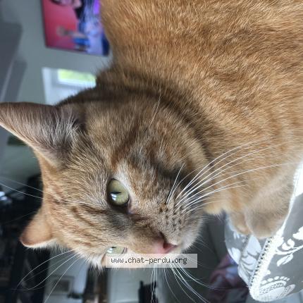 Foto 1/1 O&rsquo;Maley Chat perdido en Mesnil ozenne