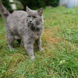 Foto del gato perdido en Valence