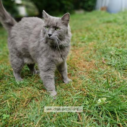 Foto 1/2 Louxor Chat perdido en Valence