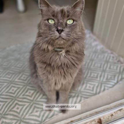 Foto 2/2 Louxor Chat perdido en Valence