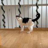 Foto del gato perdido en London