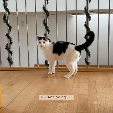 Foto 1/1 Gucci Chat perdido en London