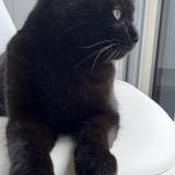 Foto del gato perdido en Montauban De Bretagne