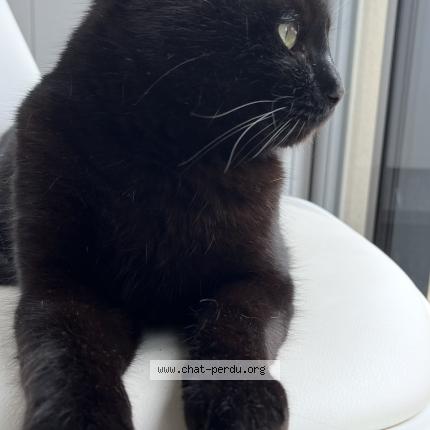 Foto 1/1 Rico Chat perdido en Montauban de bretagne