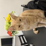 Foto del gato perdido en Saint Nazaire