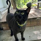 Foto del gato perdido en L Assomption