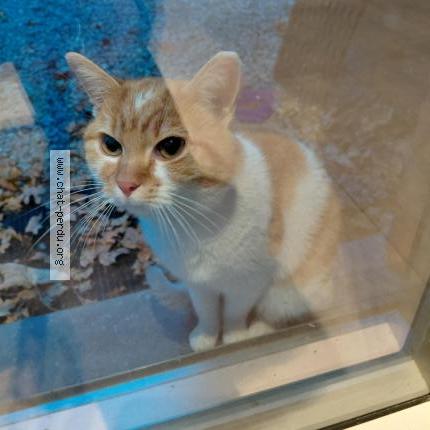 Foto 1/1 Gato encontrado Encontrado en Herstal