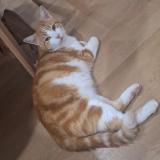 Foto del gato perdido en Esprels