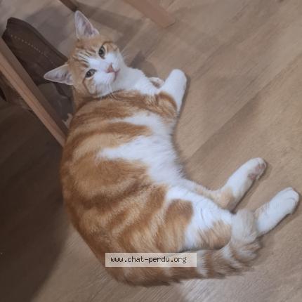 Foto 1/1 Furious Chat perdido en Esprels