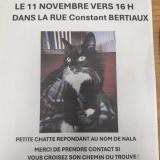 Foto del gato perdido en Sin Le Noble