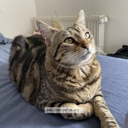 Foto 1/1 Oyanna Chat perdido en Biarrotte