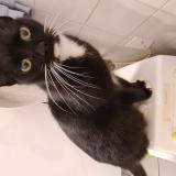 Foto de gato encontrado en Langon