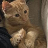 Foto del gato perdido en Revel