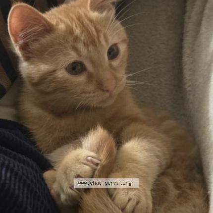 Foto 1/1 Rasmout Chat perdido en Revel
