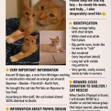 Foto del gato perdido en North York