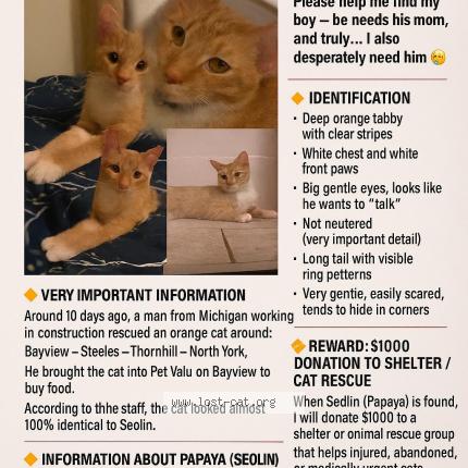 Foto 1/1 Papaya Chat perdido en North york