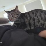 Foto del gato perdido en Gray Court