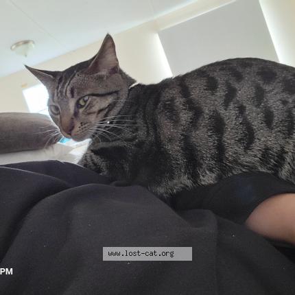 Foto 1/1 Butters Chat perdido en Gray court