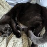 Foto del gato perdido en Bucyrus