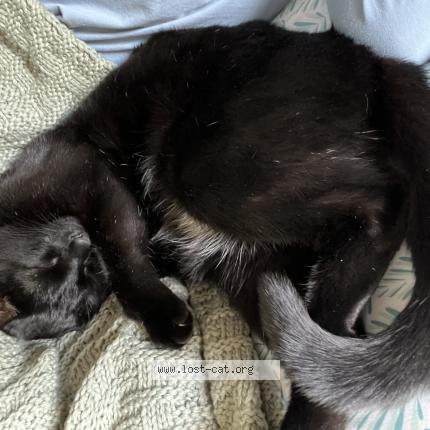 Foto 1/1 Lucky Chat perdido en Bucyrus