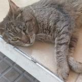 Foto de gato encontrado en La Plata