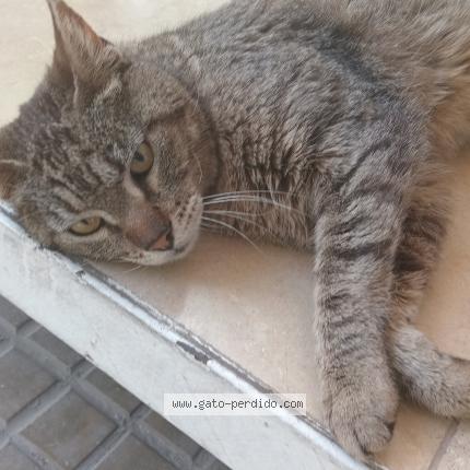 Foto 1/1 Gato encontrado Encontrado en La plata