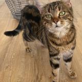 Foto de gato encontrado en Chevroux