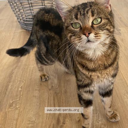 Foto 1/1 Gato encontrado Encontrado en Chevroux