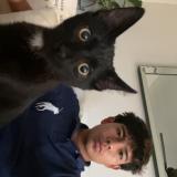 Foto del gato perdido en Aurora