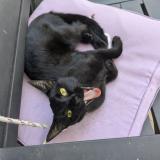 Foto del gato perdido en Marans