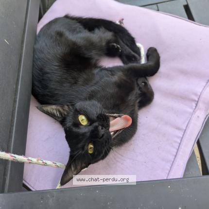 Foto 1/1 Nala Chat perdido en Marans