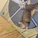 Foto del gato perdido en Saint Hymer