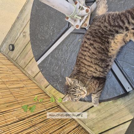 Foto 1/1 Gandalf Chat perdido en Saint hymer