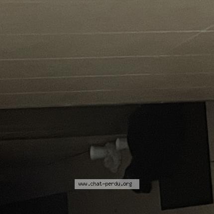 Foto 1/1 Gato encontrado Encontrado en Magnanville