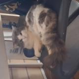 Foto del gato perdido en Porcheville