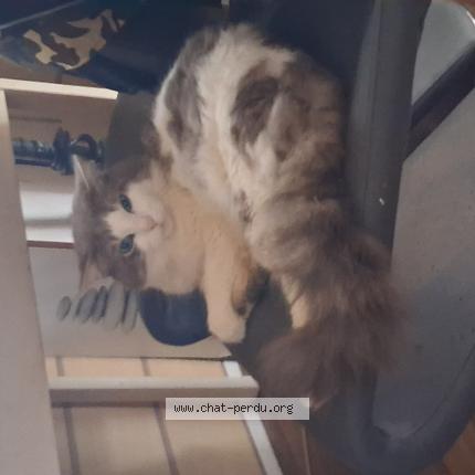 Foto 1/1 Dorinou Chat perdido en Porcheville