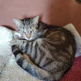 Foto del gato perdido en Souillac