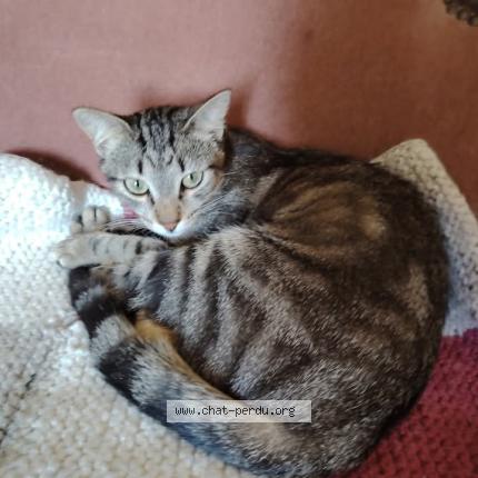 Foto 1/1 Xantia Chat perdido en Souillac