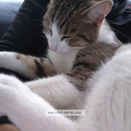 Foto 1/1 Gato encontrado Encontrado en Gentilly