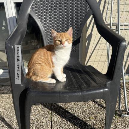 Foto 1/1 Sushi Chat perdido en Bagneux