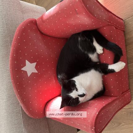 Foto 1/1 Biscuit Chat perdido en Soubes