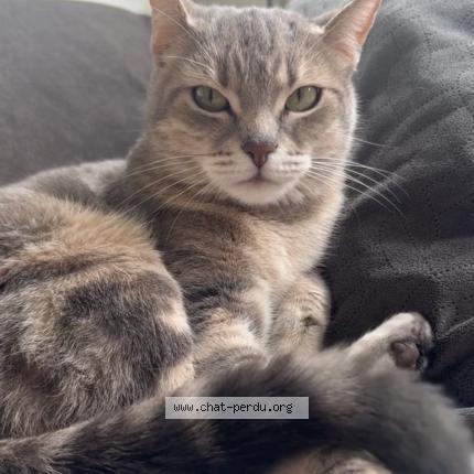 Foto 1/1 Tanya Chat perdido en Pierrefitte sur seine