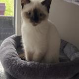 Foto de gato encontrado en Ploemeur