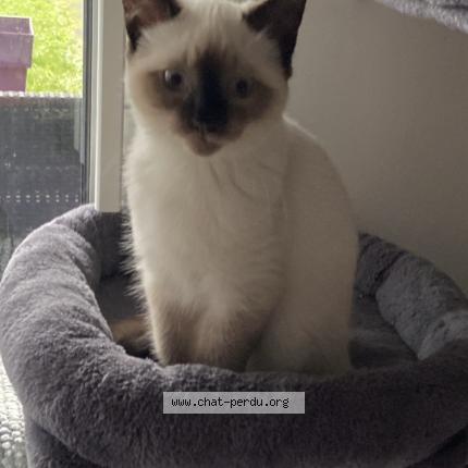 Foto 1/1 Gato encontrado Encontrado en Ploemeur