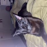 Foto del gato perdido en Milton