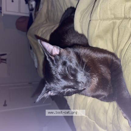 Foto 1/1 nugget Chat perdido en Milton